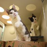 Jolly and Polly (details for <a href="https://www.aspca.org/nyc/aspca-adoption-center/adoptable-cats/jolly-a28101135">Jolly</a> & <a href="https://www.aspca.org/nyc/aspca-adoption-center/adoptable-cats/polly-a28101218">Polly</a>) are a bonded pair, which means they must be adopted together. These two cuties love each other so much that they just can’t stand to be apart! They still have a lot of growing up to do, so their adopter should have the patience and humor to enjoy two funny kittens.<br>